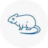 Rat Control Great Baddow