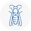 Great Baddow Wasp Nest Removal